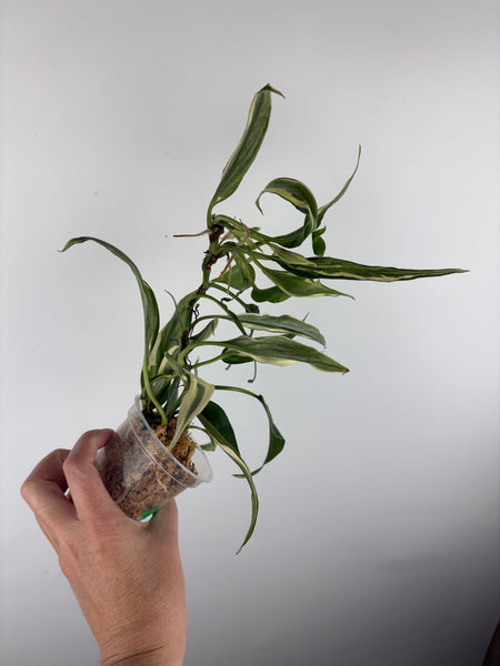 Philodendron rio