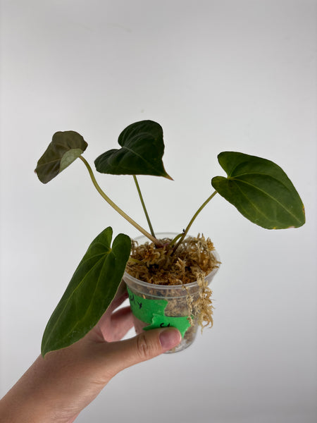 Anthurium legend x fort sherman 4