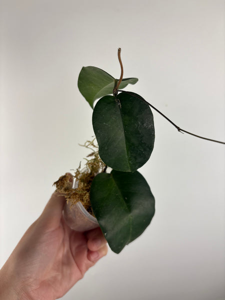 hoya Megalaster