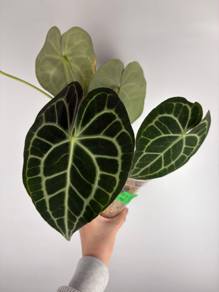 Anthurium clarinervium x  papillilaminum C