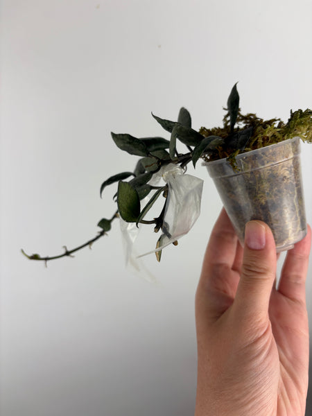 hoya lacunosa violet