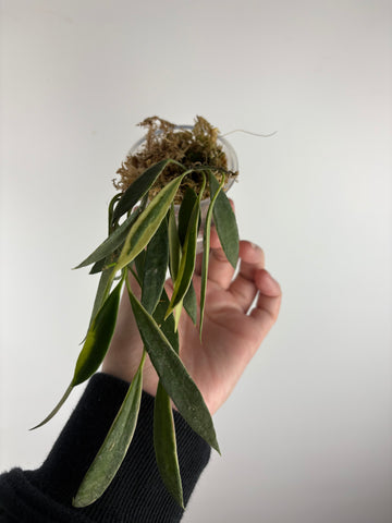 hoya tsangii albomarginata A