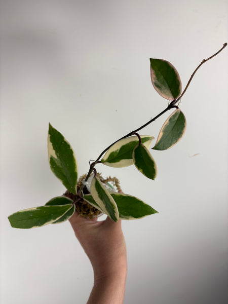 Hoya flamingo dream C