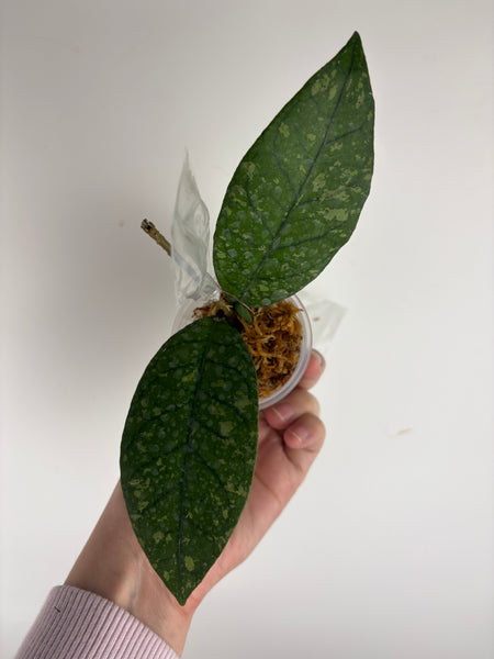 Hoya Sp aceh barat B