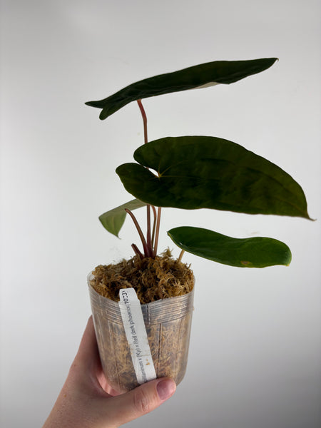 Anthurium papillilaminum x (kunayalense) x red dark phoenix
