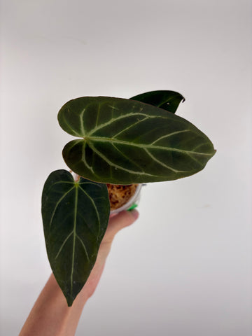 Anthurium blue papi x crystallinum 1