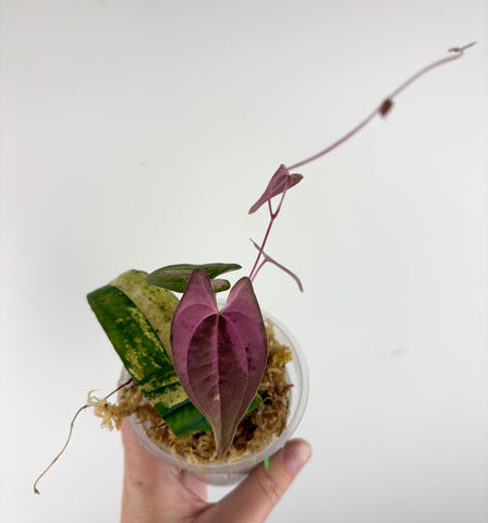 Dioscorea Filiformis ‘Gamma Ray’ A