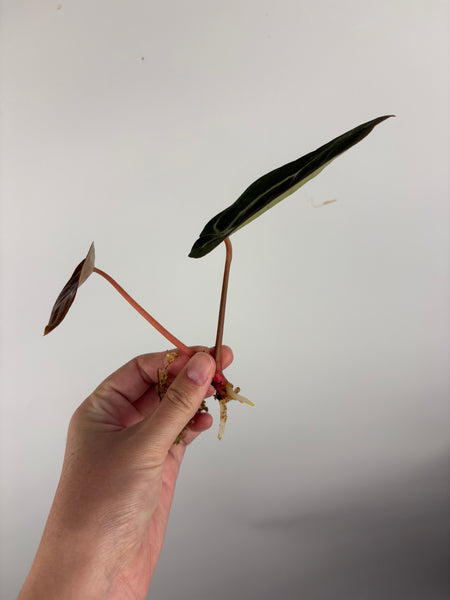 Anthurium
Carlablackiae x
Carlablackiae(Thailand)