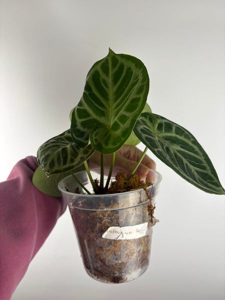 Anthurium red tiger 3