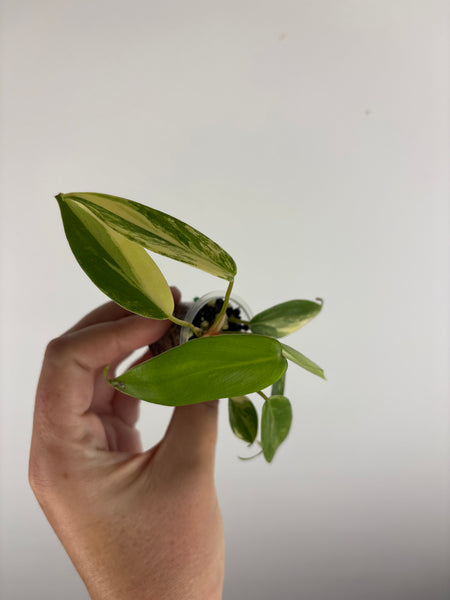 philodendron kitina variegated B