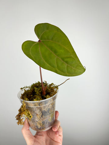 Anthurium papillilaminum Red stem B