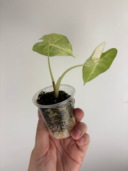Alocasia frydek aurea B