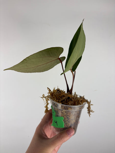 Anthuirum Fort Sherman x blue papi 4