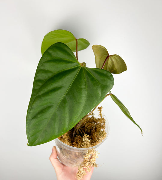 Anthurium subsignatum x portillae Indonesia B