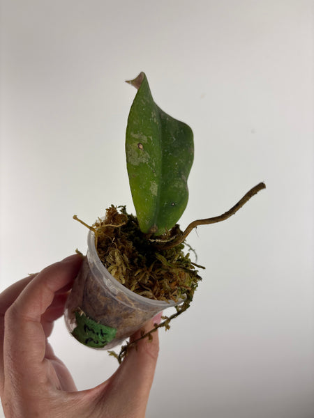 Hoya Mitrata purple