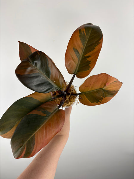 Philodendron black cardinal A