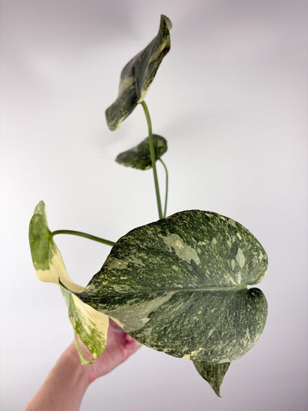 Monstera deliciosa green snow A
