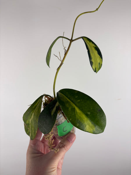 hoya diversifolia maharani C