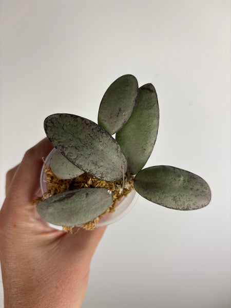 Hoya gps 7240 silver B