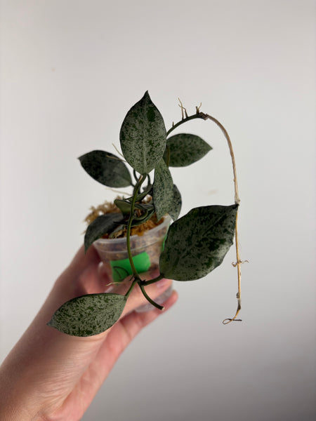 hoya lacunosa moonshine D