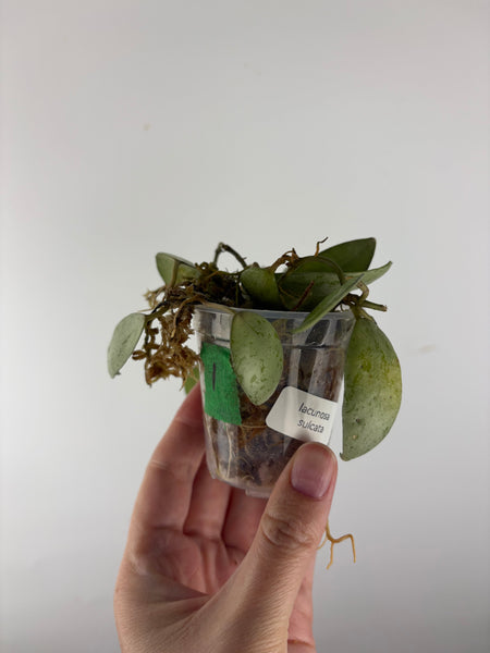 Hoya lacunosa sulcata 1 as is