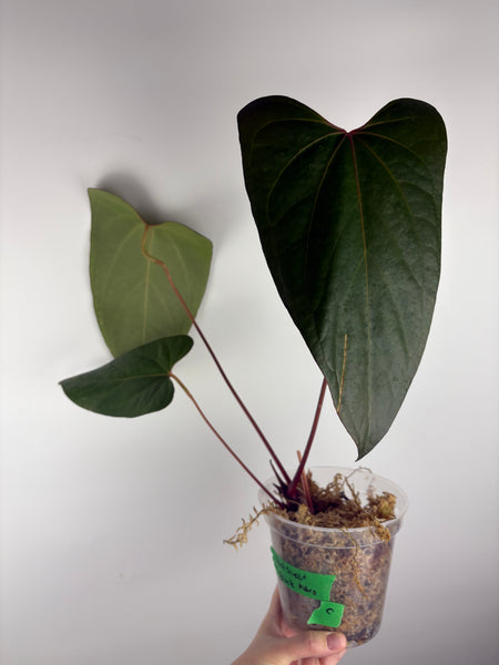 Anthurium black sweet x nero C