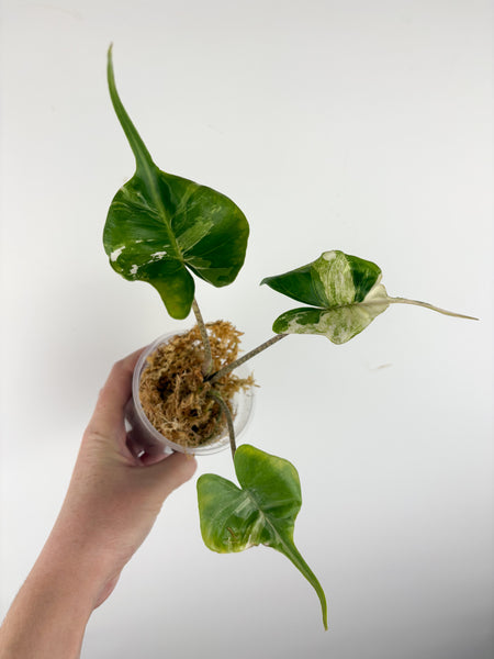 Alocasia stingray albo variegated