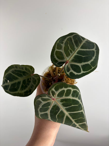 Anthurium red crystal x black crystal B