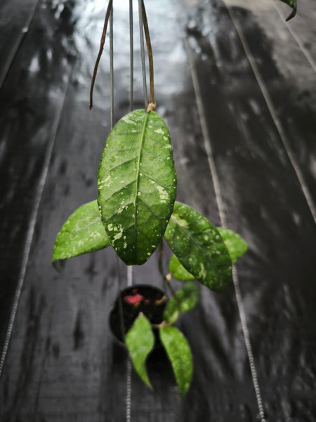 Hoya Sp aceh pining island unacclimated