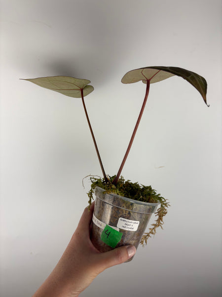 Anthurium silver blush x red crystal 4