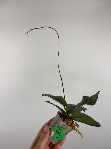 Hoya mitrata silver sp kapuas hulu 7