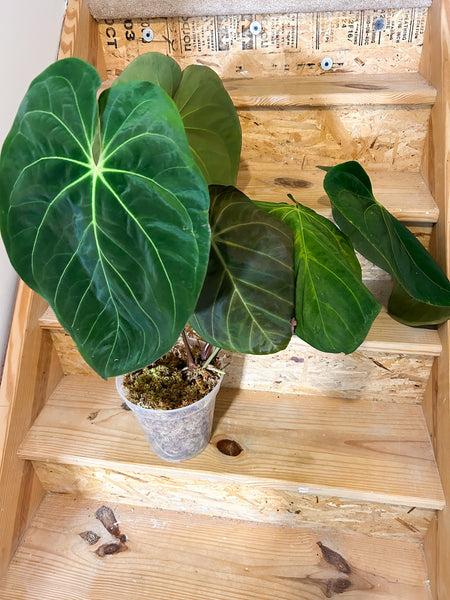 Anthurium hoffmannii XL