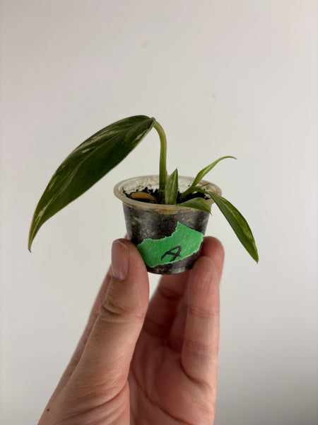 philodendron emerald ice A