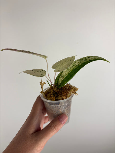 Dioscorea Crape Color (Thailand)