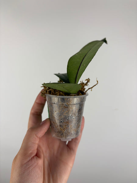 Hoya aff forbesii silver 2