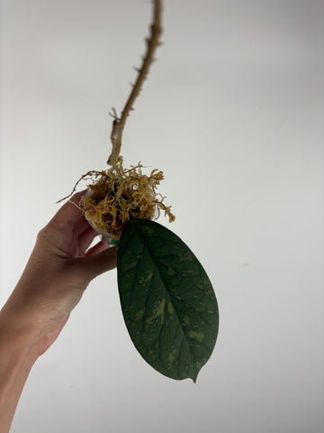 Hoya Meredithii bengkulu splash 2