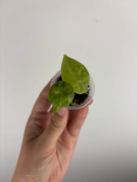 alocasia longiloba aurea