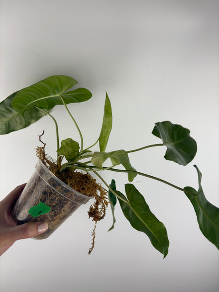Philodendron burle Marx x verde