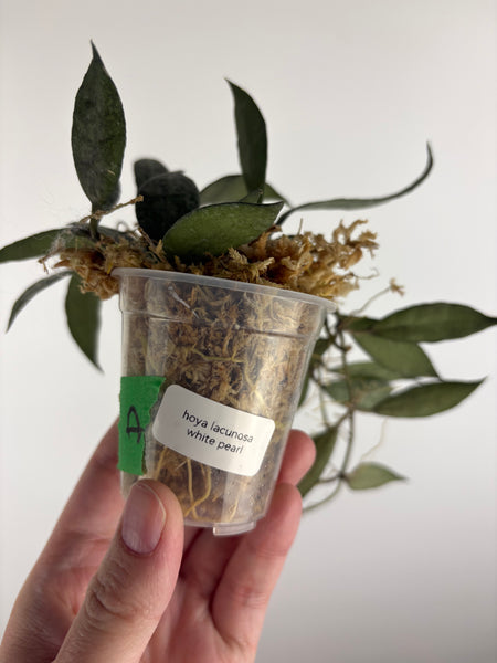 hoya lacunosa white pearl A