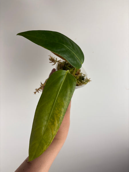 Anthurium Black sweet x farcatum B2 as is