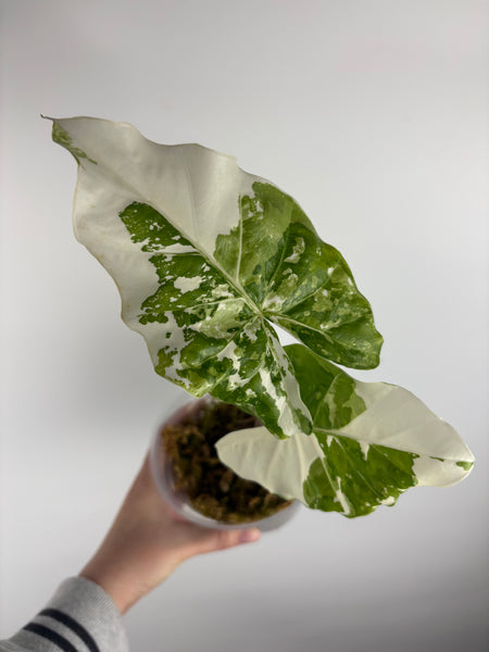 Alocasia sp variegata “stripped stem albo” (Thailand) - large plant
