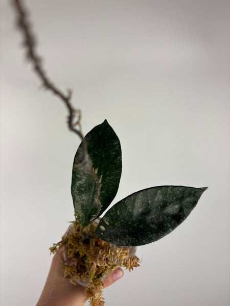 Hoya rundumensis splash 4