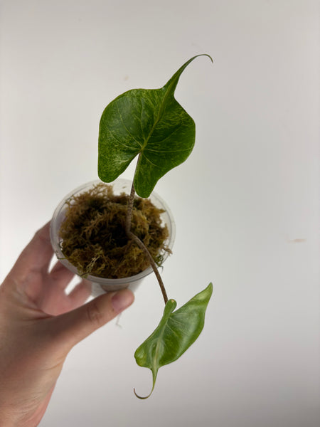 Alocasia stingray albo var
