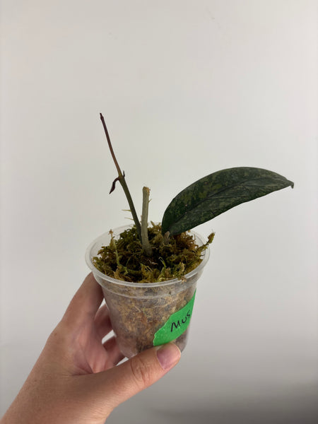 hoya sp aceh mustika 