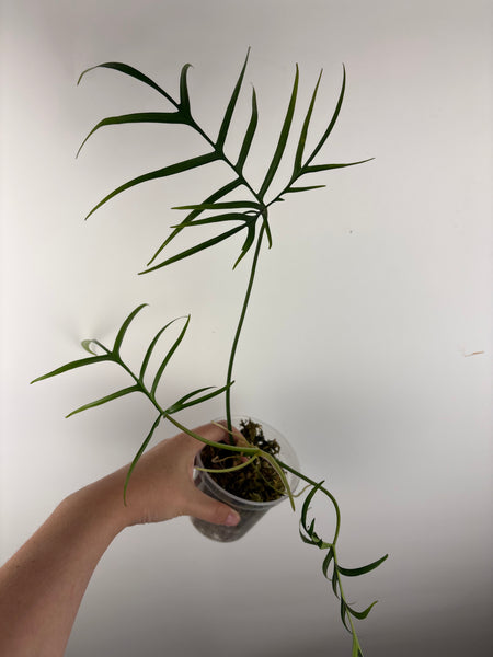 philodendron polypodioides
