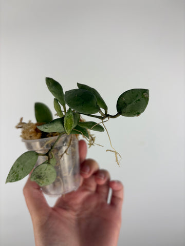 Hoya lacunosa sulcata 11
