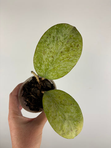 Hoya Michele splash - as is