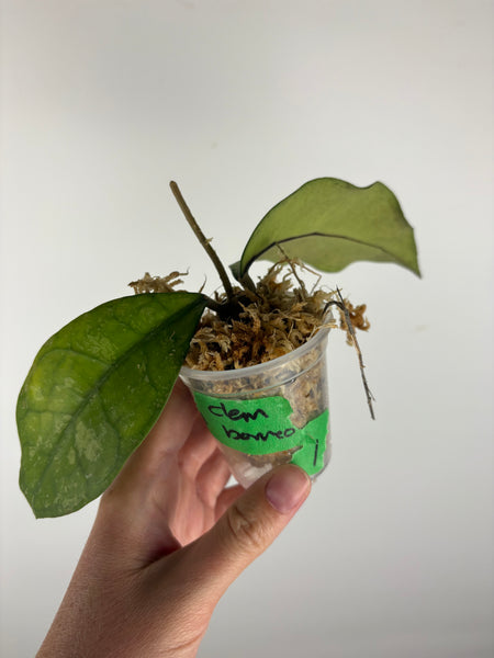 Hoya Clemensiorum Borneo splash 1