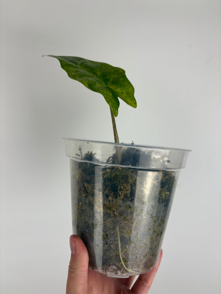 Alocasia Portora aurea variegated