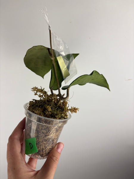 hoya glabra sf004 D